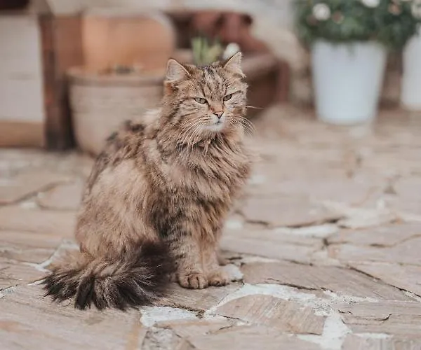 Grosskandlerhaus 3* Unterdambach